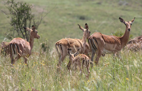 Magalies-Retreat-activities-impala