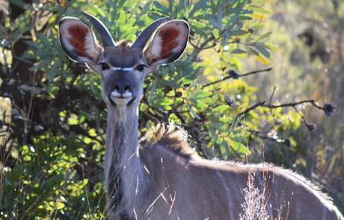 Magalies-Retreat-activities-kudu