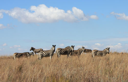 Magalies-Retreat-activities-zebra